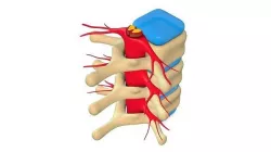 Human Spine Low-poly 3D model