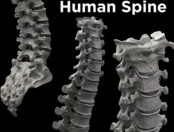 Human Spine - Spine Bones  Low-poly 3D model