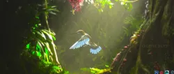 Humming  Bird Mesh 3D model