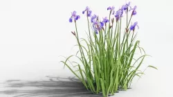 Iris sibirica 3D model