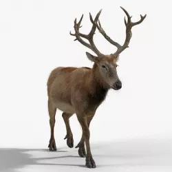 Male Deer with 2 Animations  VFX Grace 3D model