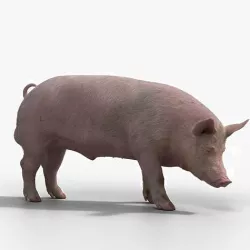 Male Pig Rigged VFX Grace 3D model