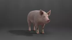 Male Pig with 7 Animations VFX Grace 3D model