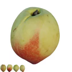  peach 03 3D model