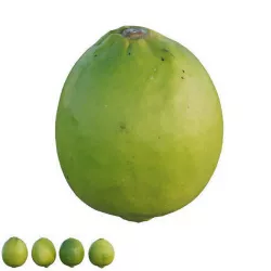 Persian Lime 3D model