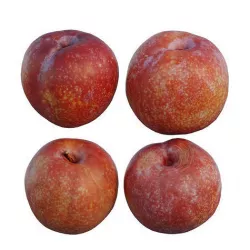 plum 06 3D model