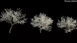 Prunus salicina - Chinese Plum - Japanese Plum 02 3D model