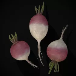 Purple Top White Globe Turnips Low-poly 3D model