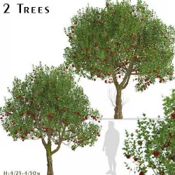 Set of Apple or Malus domestica Trees - 2 Trees 3D model