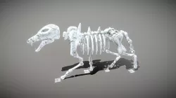 Wolf Skeleton Low-poly 3D model