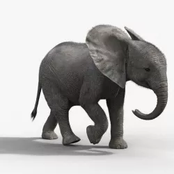 Young African Elephant Animated  VFX Grace 3D model