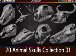 20 Animal Skulls Collection 01 Low-poly 3D model