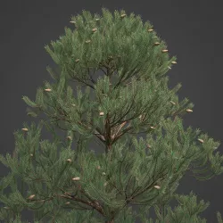 2021 PBR Austrian Black Pine Collection - Pinus Nigra 3D model
