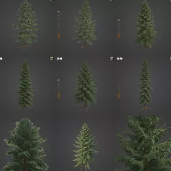 2021 PBR Black Spruce Collection - Picea Mariana 3D model