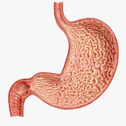 3D Human Stomach - Cross-Section model Low-poly 3D model