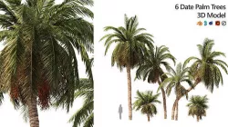 6 Date palm Trees Low-poly 3D model