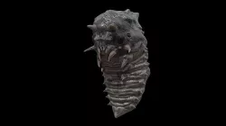 Alien Parasite Cocoon Low-poly 3D model