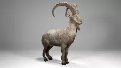 Alpine Ibex Low-poly 3D model
