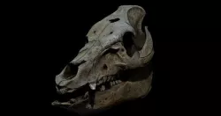 Animal skull - pig cranium - Photoscan 3D model