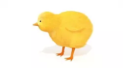 Baby Chick Chicken Farm Animal 3D model