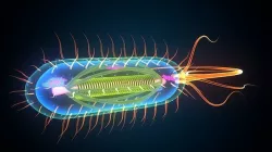 bacteria 3D model