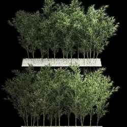 Bamboo Garden And Bamboo Thickets 1118 3D model