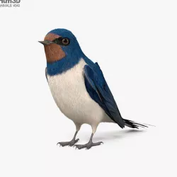 Barn Swallow HD 3D model