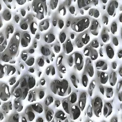 Bone Structure 3D model