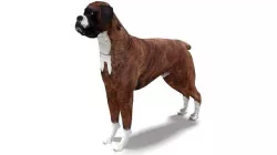 Boxer Dog 3D model