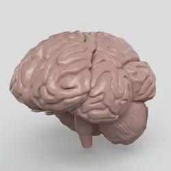 Brain 3D model