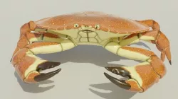 Brown Crab Rigged And Animated Low-poly 3D model