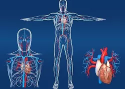 Cardiovascular System The Blood Circulatory System Heart 3D model