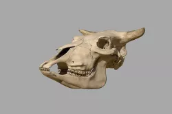 Cattle Skull 3D model