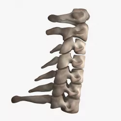 Cervical Spine 3D model