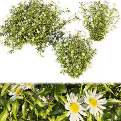 Collection plant vol 377 - bush - Camomile - ble - 3ds - c4d 3D model