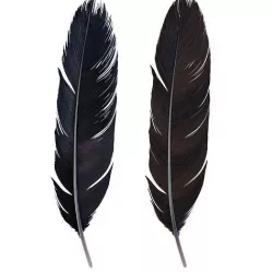 Crow Feather 3D model
