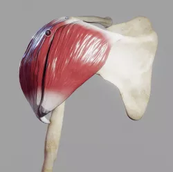 Deltoid Origin And Insertion Low-poly 3D model