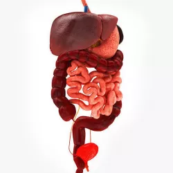 Digestive organs anatomy 3D model