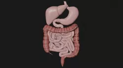 Digestive System 1 Low-poly 3D model