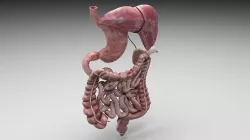 Digestive System 3D model