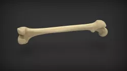Femur Low-poly 3D model