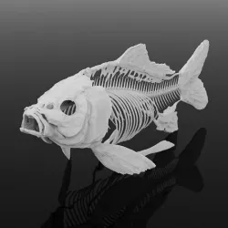 Fish skeleton 3D model