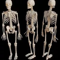 full body skeleton sculpt  3D model