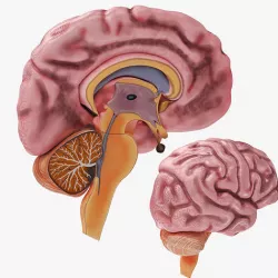 Full Brain Anatomy Low-poly 3D model
