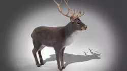 Fur Gray stag Deer NO RIG Low-poly 3D model