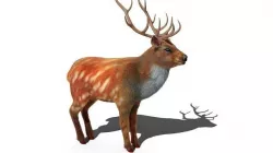 Fur Red Deer Stag NO RIG Low-poly 3D model