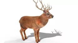 Fur Red stag Deer NO RIG Low-poly 3D model