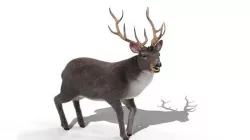 Fur Rigged Gray Deer Stag Low-poly 3D model