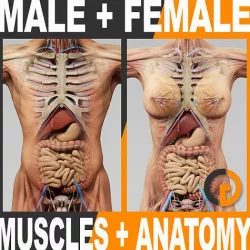 Human Anatomy - Body Muscles Skeleton and Internal Organs 3D model