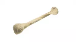 Human Bone 3D model